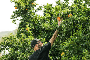 Man picking fresh oranges at a farm