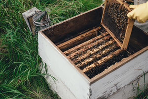 Bee farmer sustainably harvesting honey 