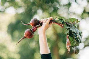 Person holding up radish pulled fresh from the ground on the farm